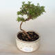 Outdoor bonsai-Cinquefoil - Dasiphora fruticosa żółty - 1/2