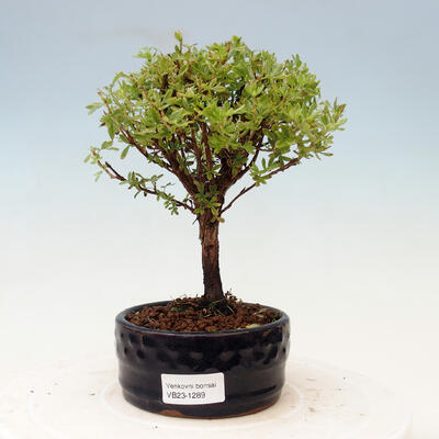 Outdoor bonsai-Potentilla fruticosa Goldfinger - 1