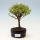 Outdoor bonsai-Potentilla fruticosa Goldfinger - 1/2