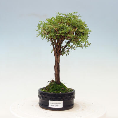 Outdoor bonsai-Potentilla fruticosa Goldfinger - 1