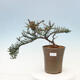 Outdoor bonsai-irga microcarpa var.thymifolius-Skalník - 1/5
