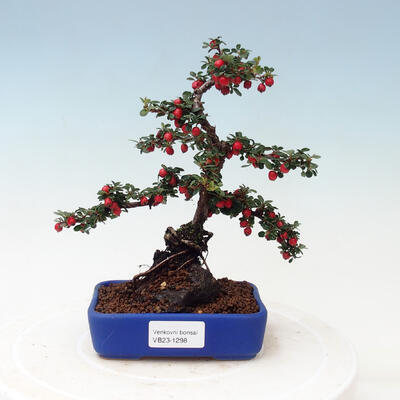Bonsai na zewnątrz - Cotoneaster horizontalis - Drzewo skalne - 1
