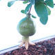 Pokój bonsai-Punica granatum nana-Granat - 1/4