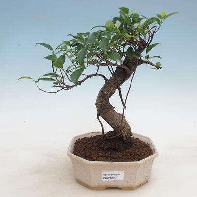 Kryty bonsai - Ficus retusa - ficus drobnolistny