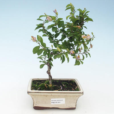 Kryty bonsai - Grewie - gwiazda lawendy 414-PB2191341 - 1
