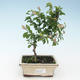 Kryty bonsai - Grewie - gwiazda lawendy 414-PB2191341 - 1/2