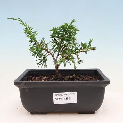 Bonsai zewnętrzne - Juniperus chinensis ITOIGAVA - Jałowiec chiński