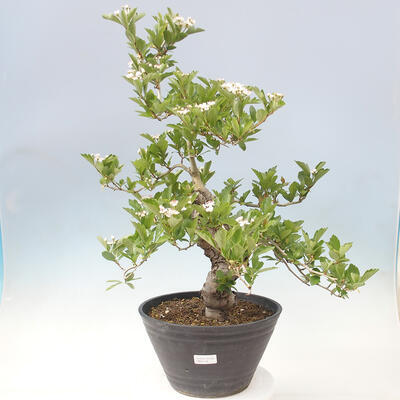Outdoor bonsai - głóg - Crataegus cuneata - 1