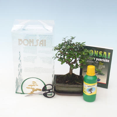bonsai pokoju w pudełku, Carmona macrophylla - Tea Fuki