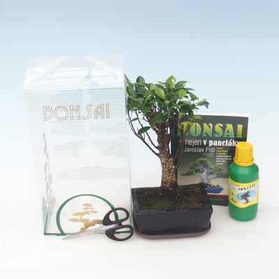 bonsai pokoju w pudełku