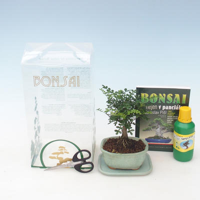 Kryty bonsai - Drzewo pieprzowe