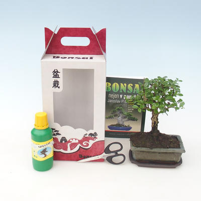bonsai pokoju w pudełku, Carmona makrophylla - Tea Fuki