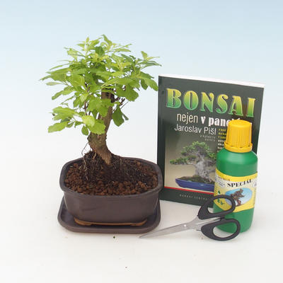 Kryty bonsai - Duranta