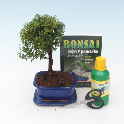 Kryty bonsai - Syzygium - Pimentovník