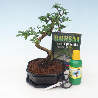 Ficus retusa - Fikus malolistý, Pokój kit bonsai