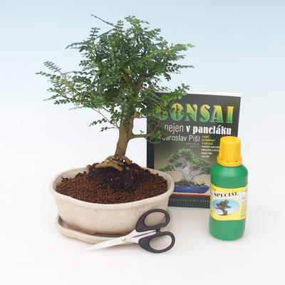 Kryty bonsai - Drzewo pieprzowe
