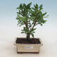 Pokój bonsai - Gardenia jasminoides-Gardenie - 1/2