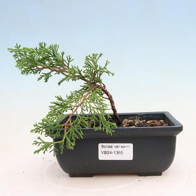 Bonsai zewnętrzne - Juniperus chinensis ITOIGAVA - Jałowiec chiński