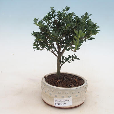 Kryty bonsai - Ilex crenata - Holly PB2201148