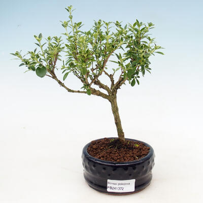 Bonsai do wnętrz - Serissa foetida variegata - Drzewo Tysiąca Gwiazd
