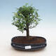 Kryty bonsai - Zantoxylum piperitum - drzewo pieprzowe PB2191297 - 1/4