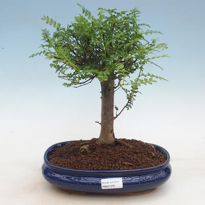 Kryty bonsai - Zantoxylum piperitum - drzewo pieprzowe PB2191297 - 1
