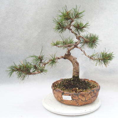 Outdoor bonsai - Pinus mugo - Klęcząca Sosna - 1