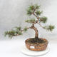 Outdoor bonsai - Pinus mugo - Klęcząca Sosna - 1/4