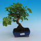 Outdoor bonsai - Morus alba - Mulberry - 1/5