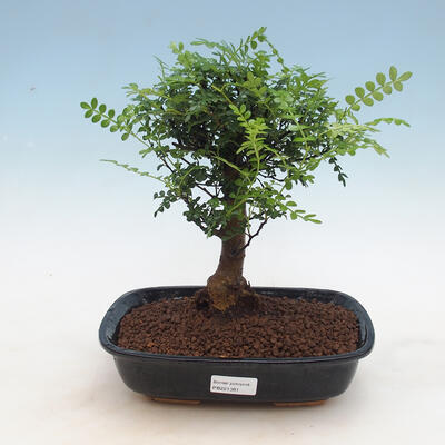 Kryty bonsai - Zantoxylum piperitum - drzewo pieprzowe PB2191297 - 1