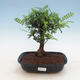 Kryty bonsai - Zantoxylum piperitum - drzewo pieprzowe PB2191297 - 1/4