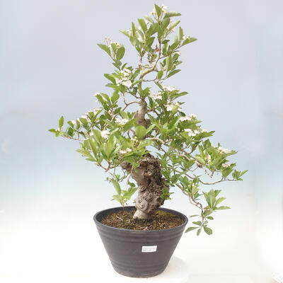 Outdoor bonsai - głóg - Crataegus cuneata - 1