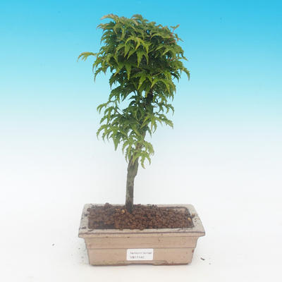 Outdoor bonsai - Klon malolistý Shishigashira - 1