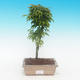 Outdoor bonsai - Klon malolistý Shishigashira - 1/2