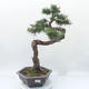 Outdoor bonsai -Larix decidua - modrzew - 1/6