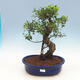 Pokój-bonsai ficus Ficus retusa- malolistý - 1/2