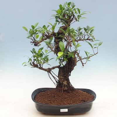 Pokój-bonsai ficus Ficus retusa- malolistý - 1