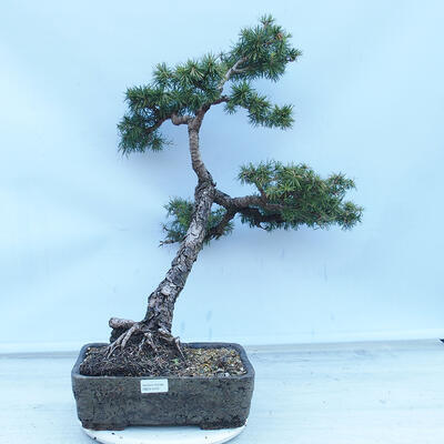 Outdoor bonsai -Larix decidua - Modrzew liściasty - 1