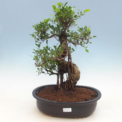 Pokój-bonsai ficus Ficus retusa- malolistý - 1