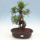 Pokój-bonsai ficus Ficus retusa- malolistý - 1/2