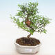 Kryty bonsai-PUNICA granatum nana-Granat - 1/3