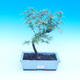 Outdoor bonsai - Pamodřín - Pseudolarix amabis - 1/3