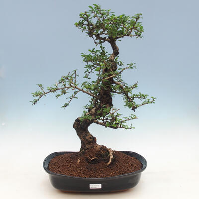 Kryty bonsai - Carmona macrophylla - herbata Fuki - 1