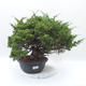 Outdoor bonsai - Juniperus chinensis Itoigawa - chiński jałowiec - 1/5