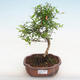 Kryty bonsai-PUNICA granatum nana-Granat - 1/3