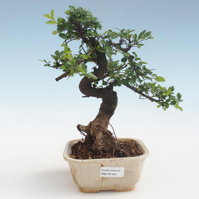 Kryty bonsai - Ulmus parvifolia - Wiąz mały liść PB2191424 - 1