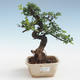 Kryty bonsai - Ulmus parvifolia - Wiąz mały liść PB2191424 - 1/3
