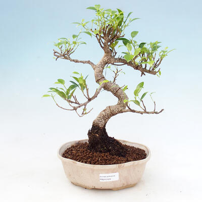 Kryty bonsai - Ficus kimmen - fikus drobnolistny - 1