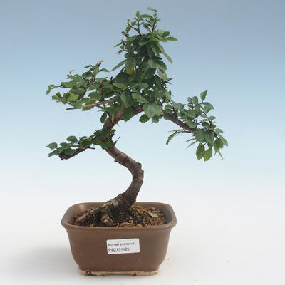Kryty bonsai - Ulmus parvifolia - Wiąz mały liść PB2191425 - 1