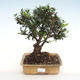Kryte bonsai - Olea europaea sylvestris - Europejska oliwa z małych liści - 1/4